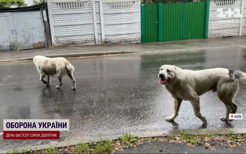 В Киеве алабаи экс-регионала нападают и загрызают собак: история получила неожиданное продолжение