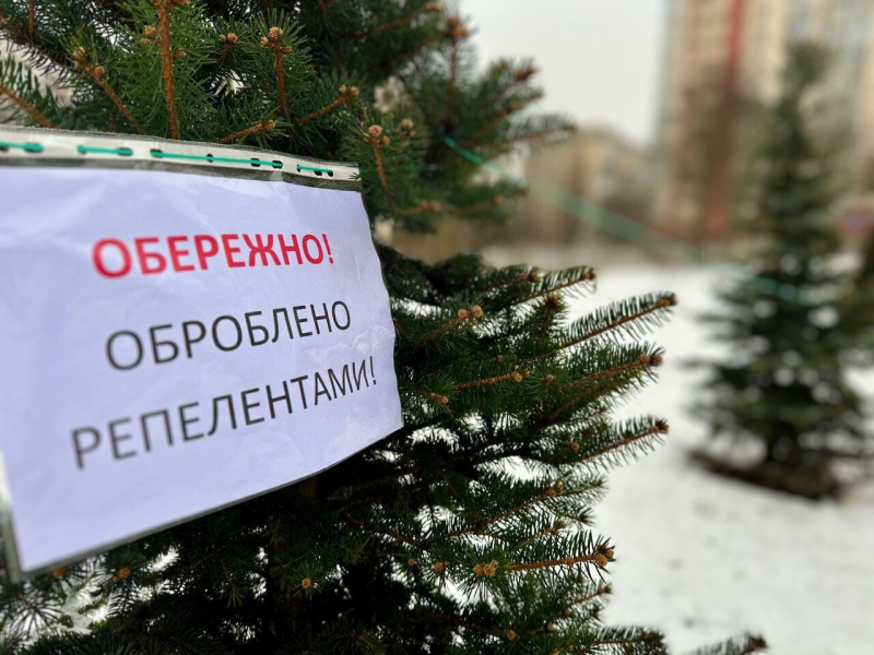 В Киеве перед Новым годом хвойные деревья обработают химикатами. Так планируют предотвратить незаконную вырубку