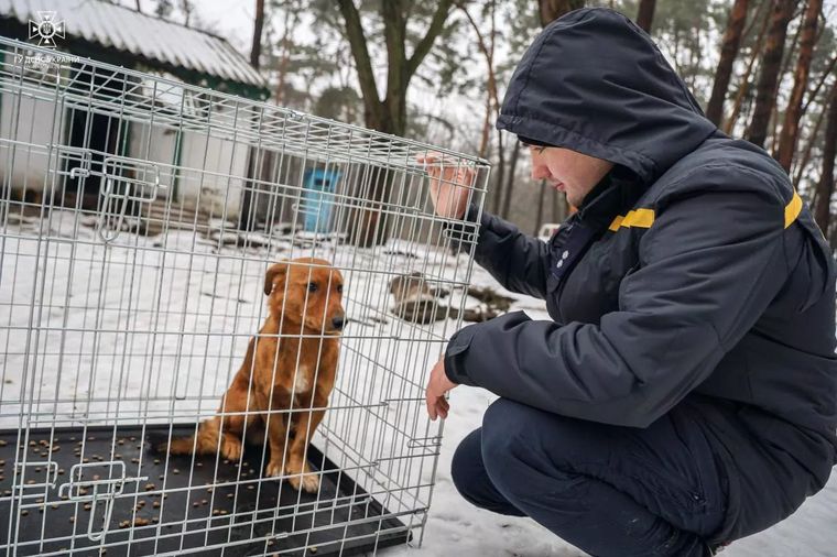 В Полтавской области спасли животных, которые застряли на острове после смерти смотрительницы