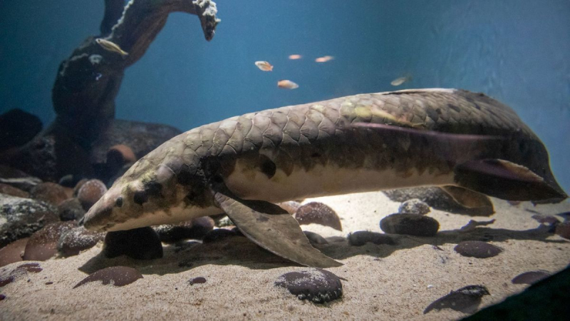 Самая старая аквариумная рыба: сколько ей лет и как выглядит (фото, видео)
