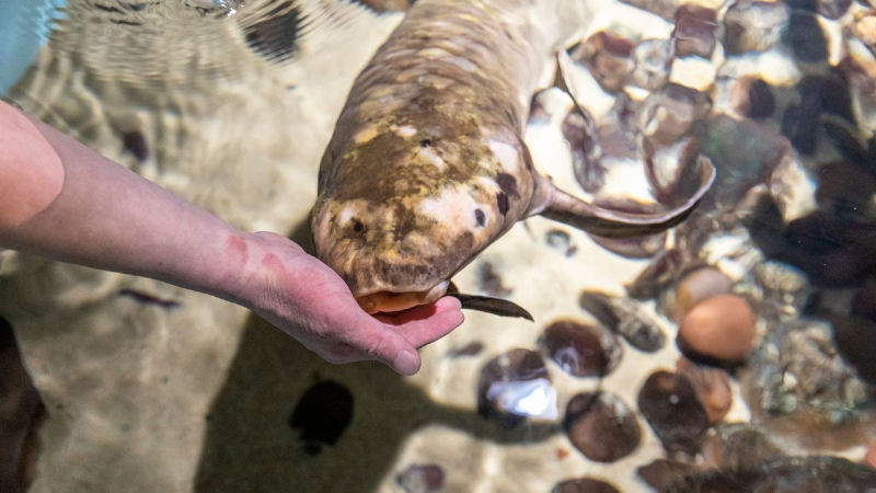 Самая старая аквариумная рыба: сколько ей лет и как выглядит (фото, видео)